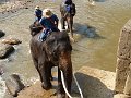 Chiang Mai P0130 Maetaman Elephant Camp